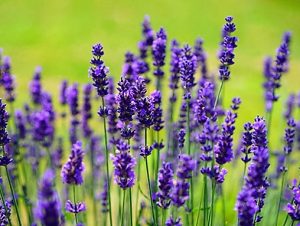Cận cảnh bông hoa Lavender (hoai oải hương)
