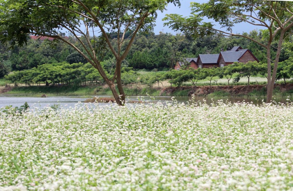 Vườn hoa tam giác mạch trắng tinh khôi ở Đà Lạt.