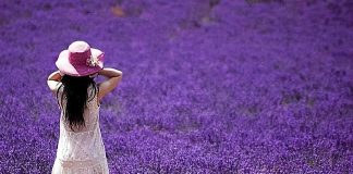 Đà Lạt tháng 7 tràn ngập sắc tím của loài hoa Lavender