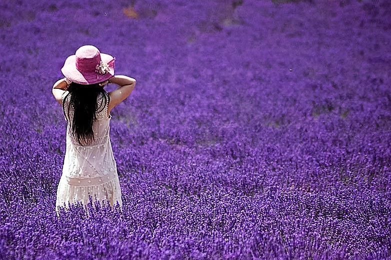 Đà Lạt tháng 7 tràn ngập sắc tím của loài hoa Lavender